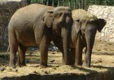 Elephants Left