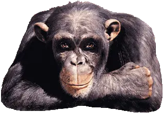 משחק אונליין חינם